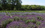 100530lavender.jpg