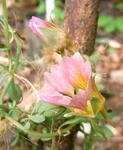 100605sessilifolium.jpg