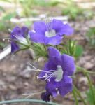 100606phyacelia.jpg