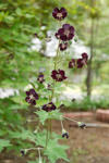 100607geranium.jpg