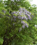 100609fuji2.jpg