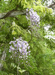 100609fuji.jpg
