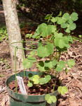 100611tuberosum.jpg