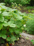 100613strawberry2.jpg