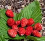 100613strawberry.jpg
