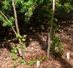 100617speciosum.jpg