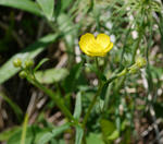 100620umanoasigata.jpg