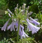 100630agapanthus.jpg