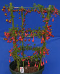 100702tricolor.jpg