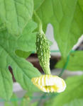 100706goya.jpg