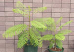 100710jacaranda.jpg