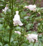 100716penstemon.jpg