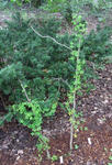 100717speciosum3.jpg