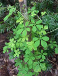 100717speciosum.jpg
