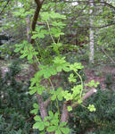 100717speciosum1.jpg