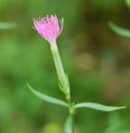 100720nadeshiko.jpg