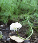 100721camomile.jpg