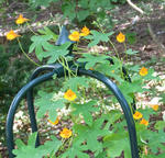 100722smithii_flower.jpg