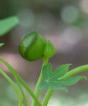 100722smithii_seed.jpg
