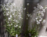 100723campanula_thumbell.jpg
