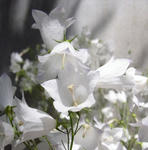100723campanula_thumbell2.jpg