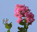 100729sarusuberi.jpg