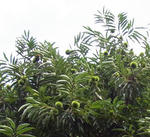 100804kuri2.jpg