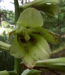 100807ubayuri2.jpg