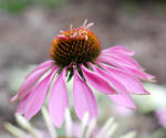 100809echinacea.jpg