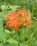 100812engisennou.jpg