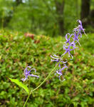 100813shidesyajin.jpg
