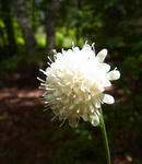 100817scabiosa.jpg