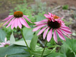 100817echinacea.jpg