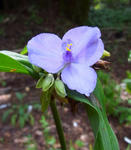 100820tradescantia.jpg