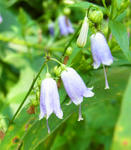 100822tsurigane.jpg
