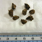 100828seeds.jpg
