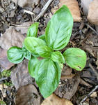 100907basil.jpg