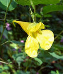 100910kiturifune.jpg