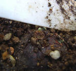 100913sessilifolium.jpg