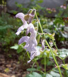 100914tanjin.jpg