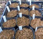 100916tropaseeds.jpg