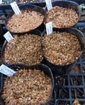 100918tropaseeds.jpg