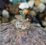 100918sessilifolium.jpg