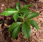 100919hellebo1.jpg