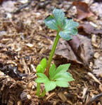 100919hellebo2.jpg
