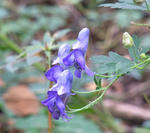 100920torikabuto4.jpg