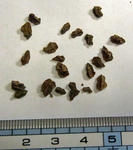 100924argentinum.jpg