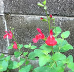 100928cherrysage.jpg