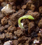 100929germination.jpg