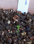 101001argen2.jpg